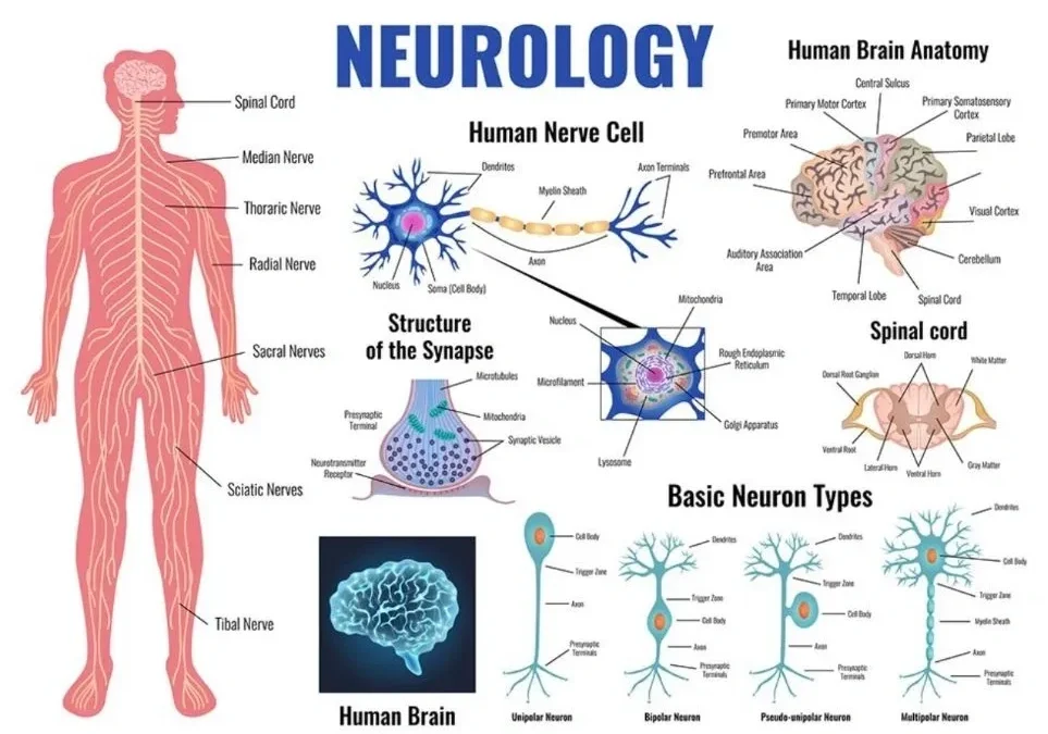 Neurological Examination